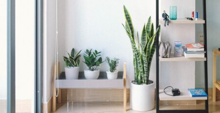 Foto de plantas para interiores. Artículo sobre mitos de decoración de hogar con plantas. Decoración de Hogar Costa Rica